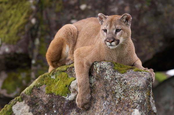 Amazing Cougar Pictures & Backgrounds