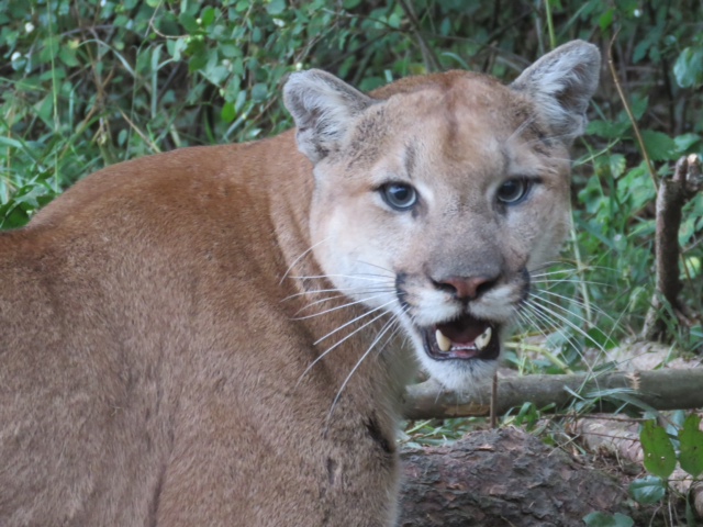 High Resolution Wallpaper | Cougar 640x480 px