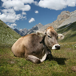 Cow Backgrounds on Wallpapers Vista