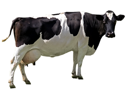 HQ Cow Wallpapers | File 131.6Kb