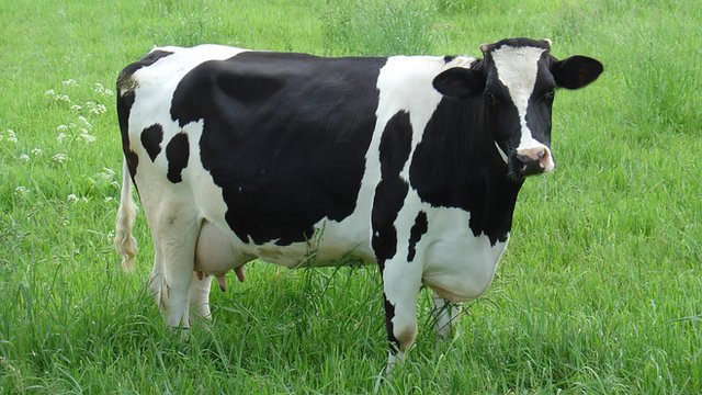 Cow Pics, Animal Collection