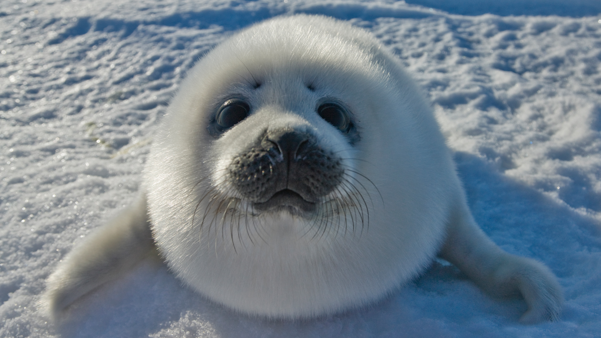 Seal Hd Wallpaper