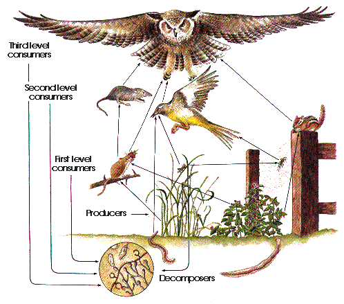 8 Differences Between Food Chain and Food Web - VIVA DIFFERENCES