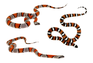 candy cane corn snake