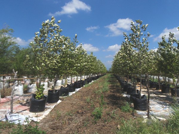 arboles nativos de nuevo leon