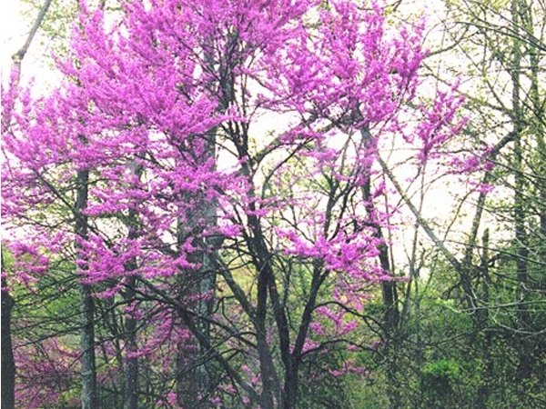 arboles nativos de nuevo leon