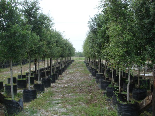 arboles nativos de nuevo leon