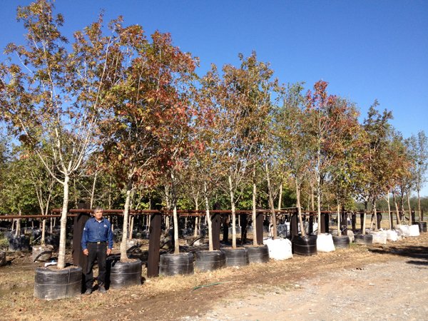 arboles nativos de nuevo leon