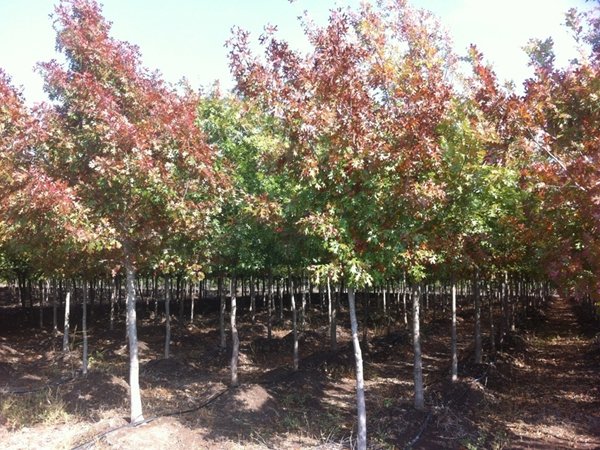 arboles nativos de nuevo leon