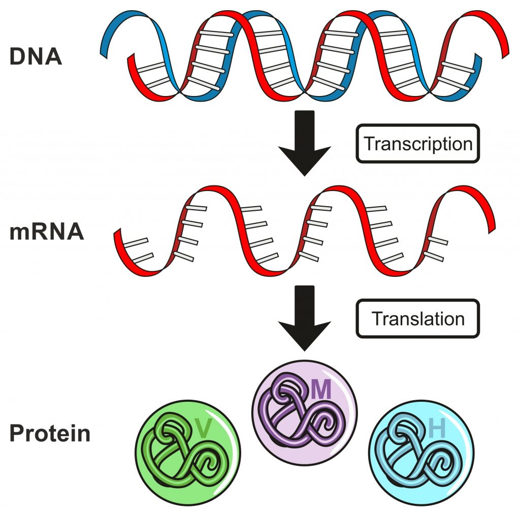 2b1 Protein Synthesis – Nature Journals