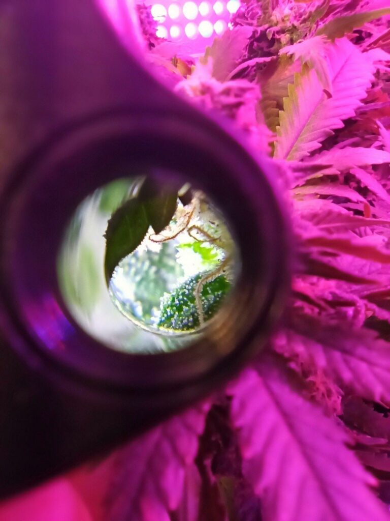 grow purple weed