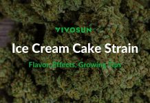 Ice Cream Cake Strain