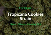 Tropicana Cookies Strain