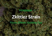 Zkittlez Strain