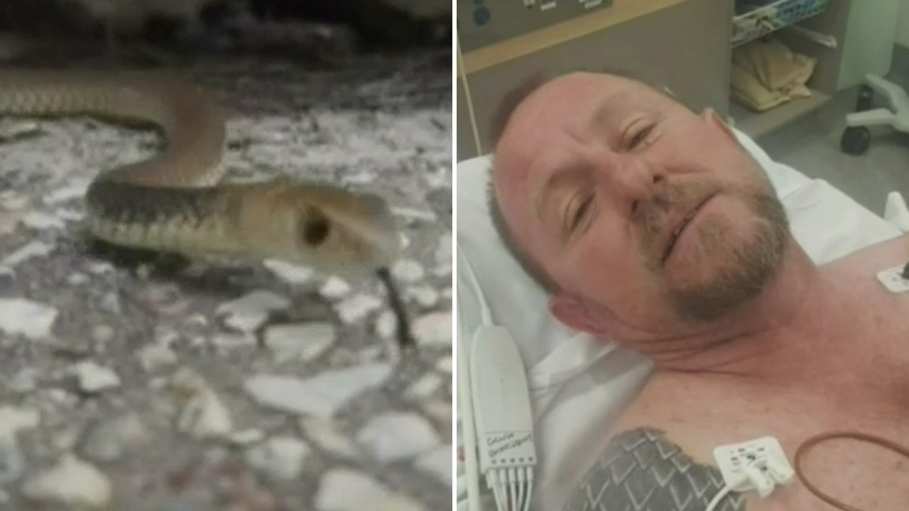 Snake catcher who was bit by eastern brown reveals he's allergic to snakes