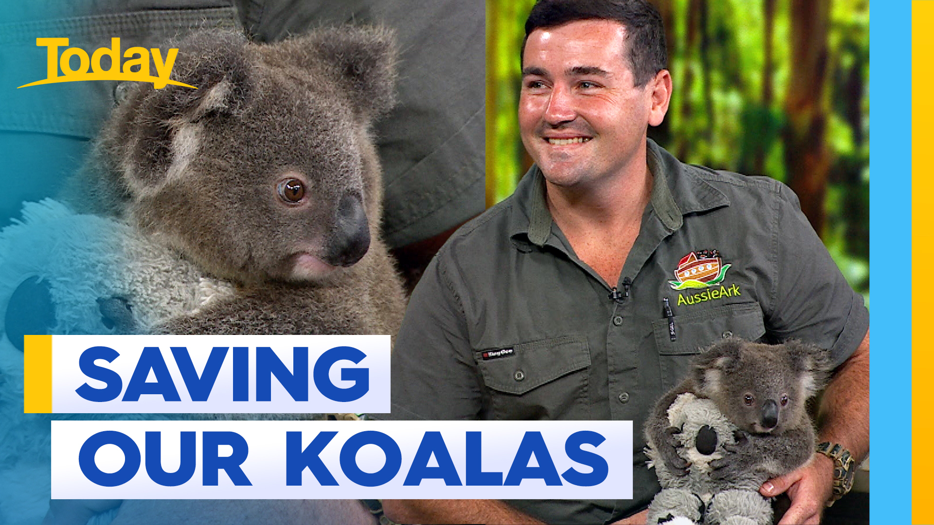 Aussie sanctuary's pioneering project to end koala disease