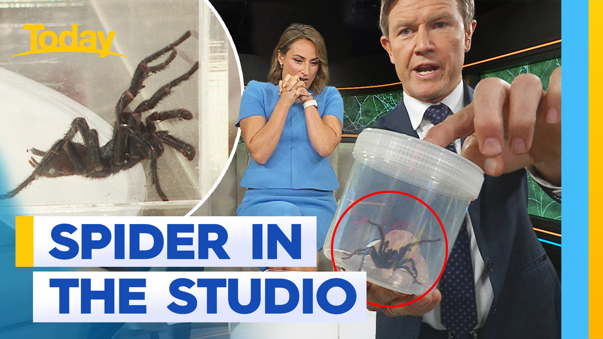 Biggest funnel web spider joins Today hosts