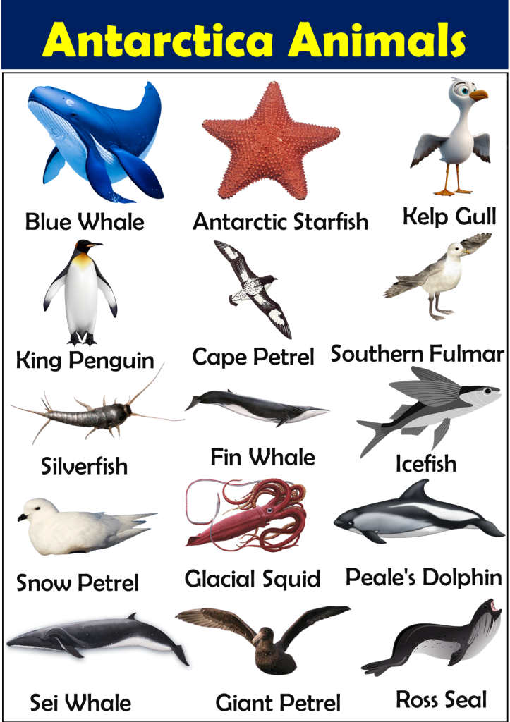 List of Antarctica Animals Vocabulary - Vocabulary Point