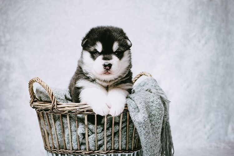 Giá chó ngáo giá bao nhiêu  thực hư chó husky giá 500k giá chó husky chi  tiết