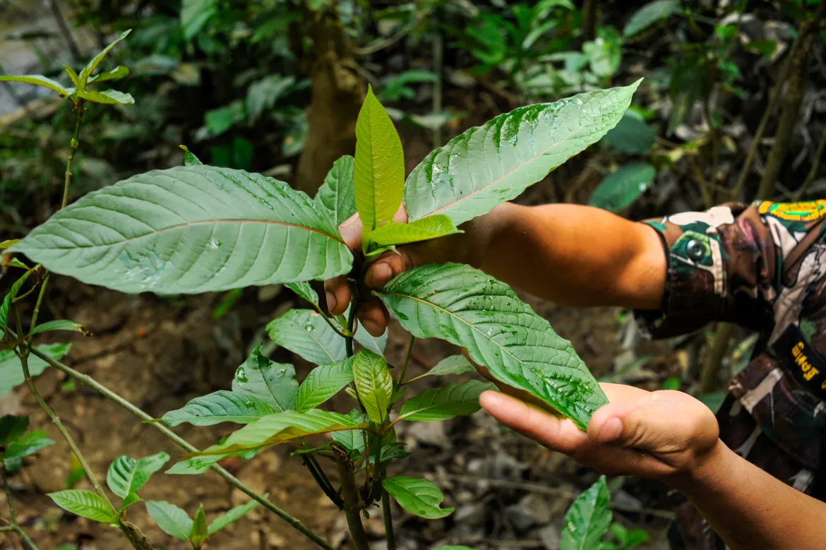 Rich advantages of the Red Borneo kratom