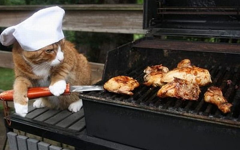 Barbacoa, gato, cocina, animal, Fondo de pantalla HD | Peakpx