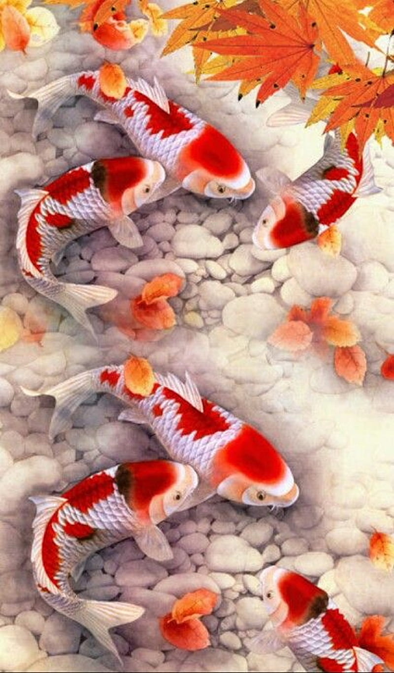 Koi fish, HD phone wallpaper