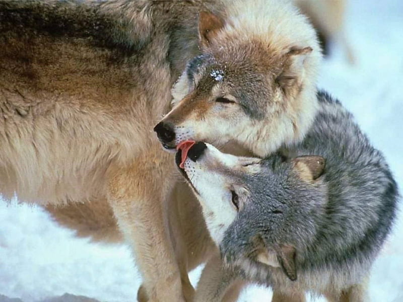 KISS KISS YOU'RE THE BOSS, snow, nature, Wollf, Wolf, animals, Wolves ...