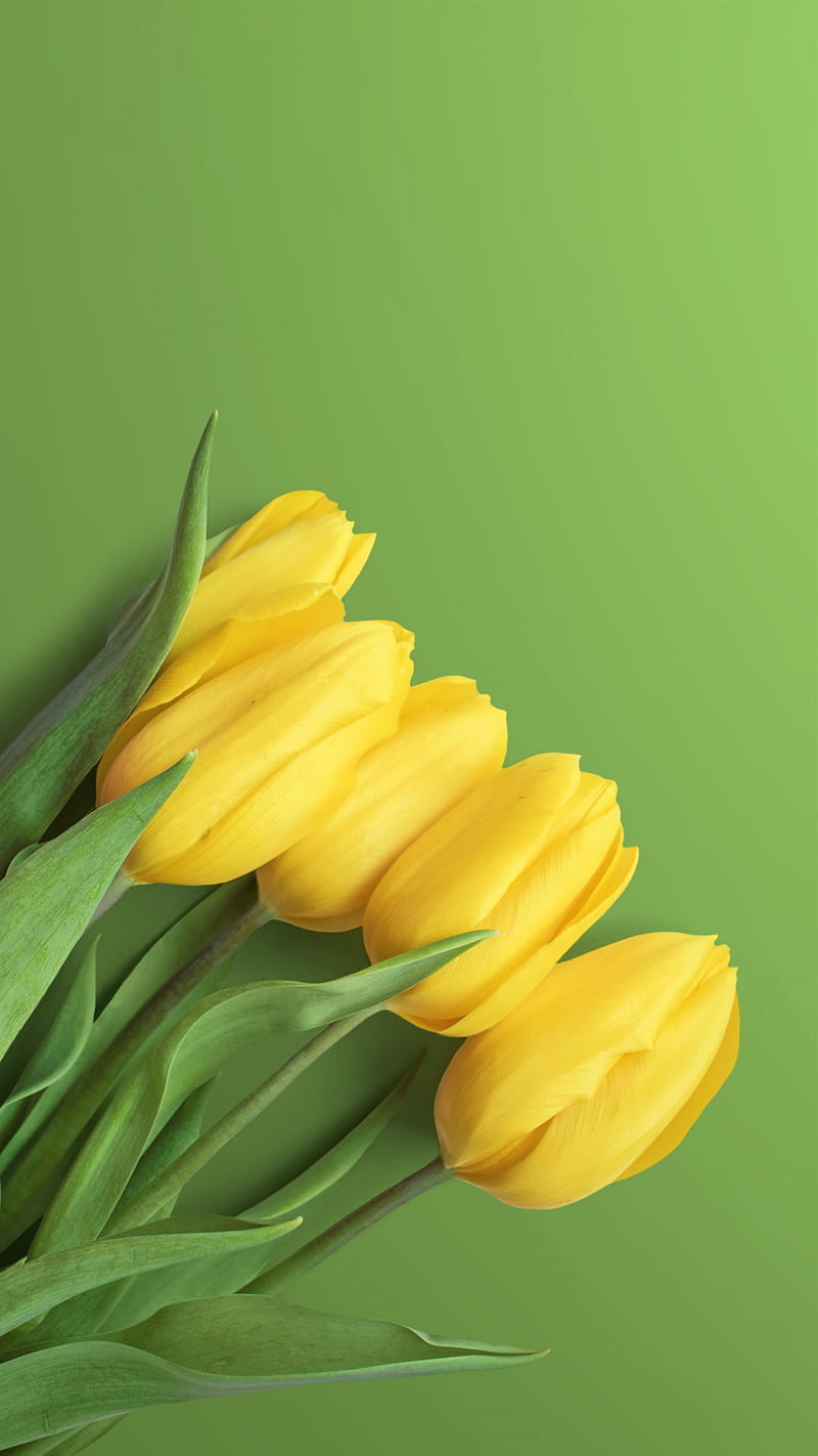 Top 58+ imagen yellow tulips background - Thpthoanghoatham.edu.vn