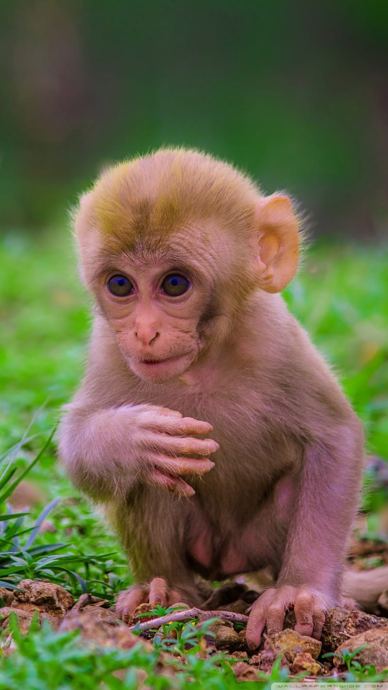 Cute Baby Monkey, animals, monkey, HD phone wallpaper