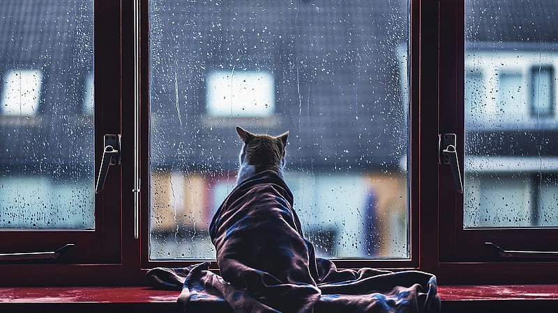 Cats, Cat, Water Drop, Window, HD wallpaper