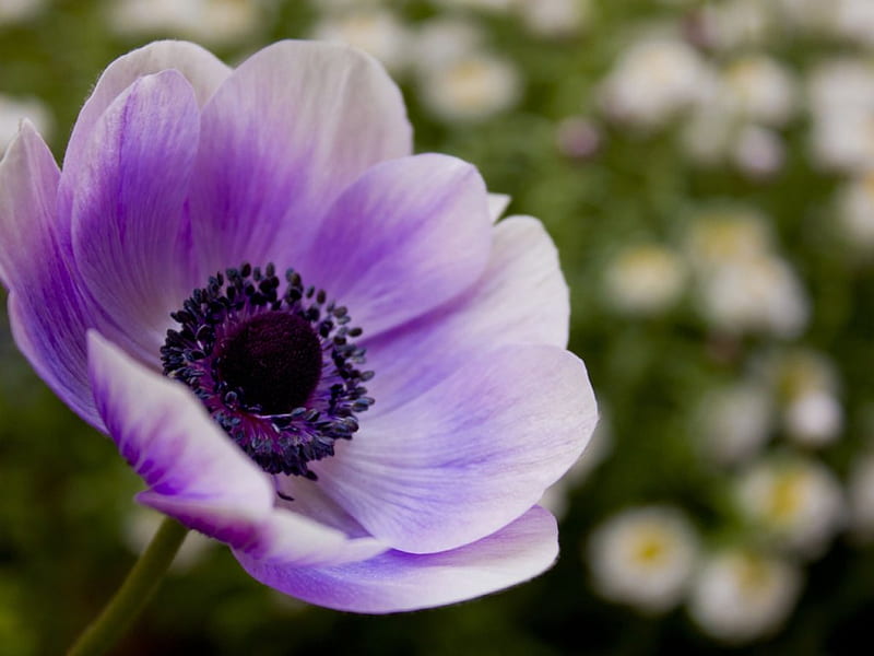 a purple poppy, poppy, flower, nature, purple, HD wallpaper