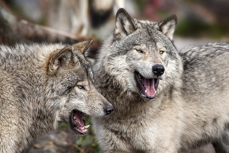 Wolves, lup, wolf, couple, animal, HD wallpaper | Peakpx