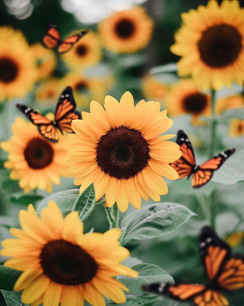 Sunflower Aesthetic , nature, pretty, HD phone wallpaper