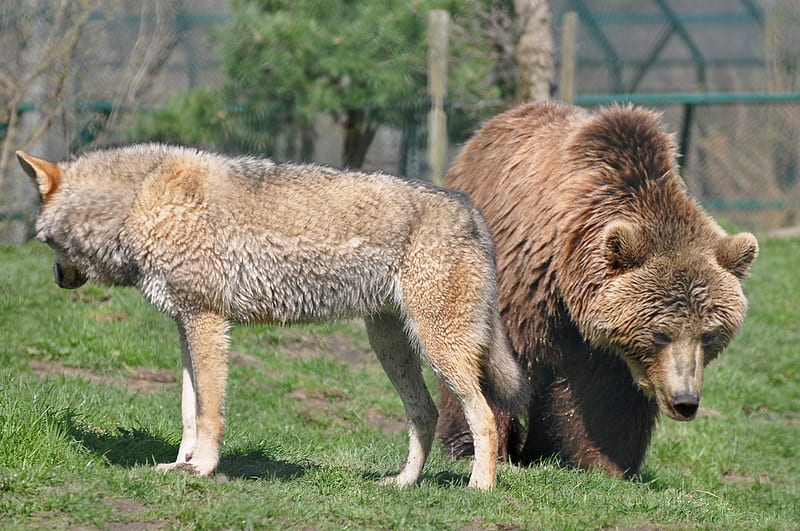 Grizzly vs wolf, timber wolf, wild grizzly, animals, HD wallpaper | Peakpx