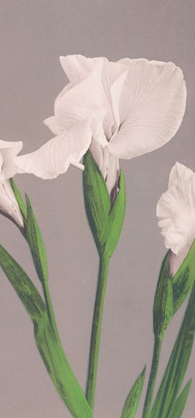 White Irises by Ogawa Kazumasa Wallpaper