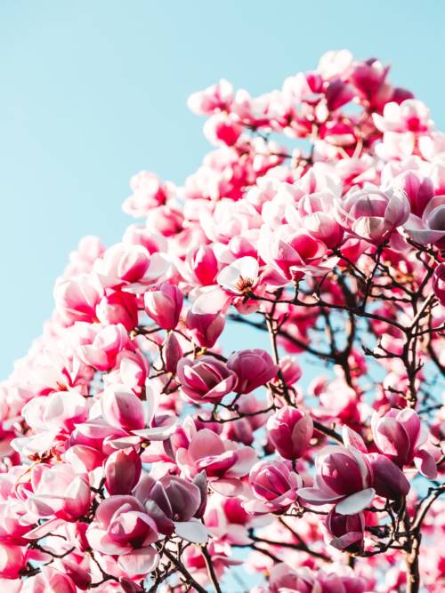 ▷ Cherry blossom wallpaper ? | Wallery