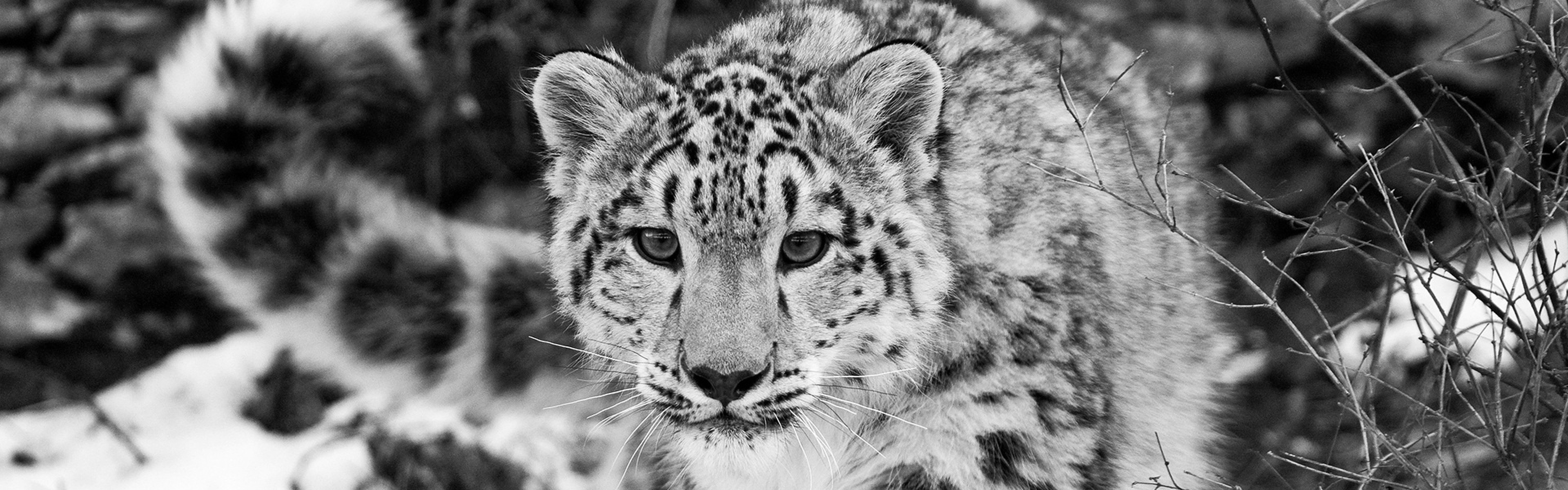 Preview wallpaper snow leopard, snow, hunting, attention, black and white 3840×1200