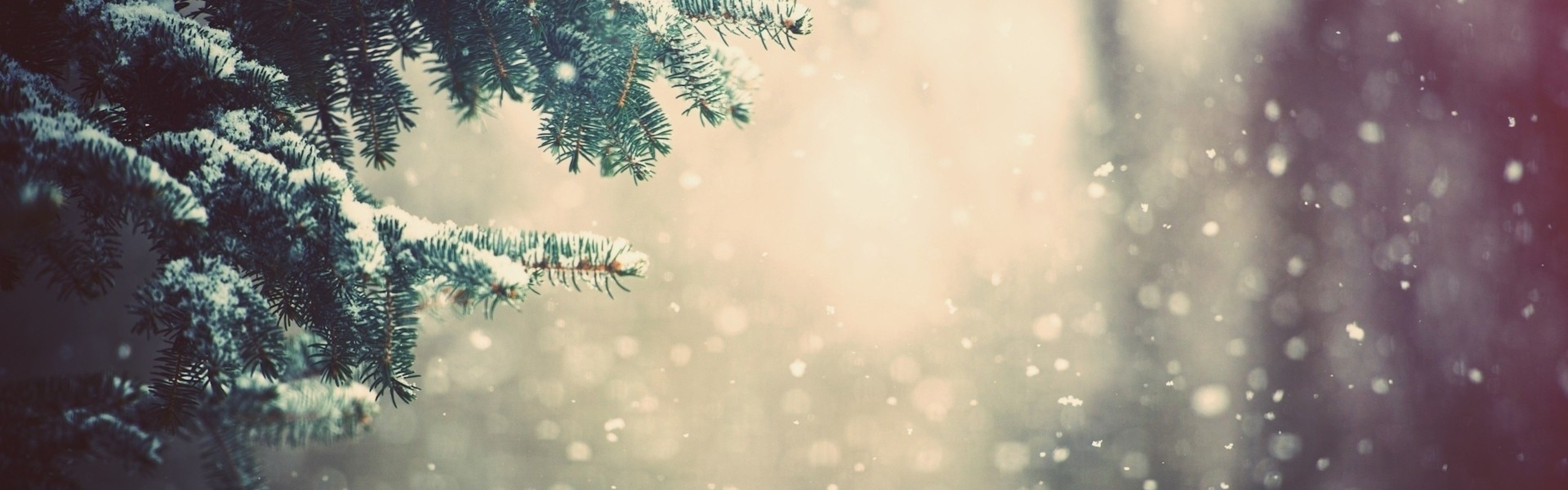 Preview wallpaper winter, spruce, branches, snow, glare 3840×1200