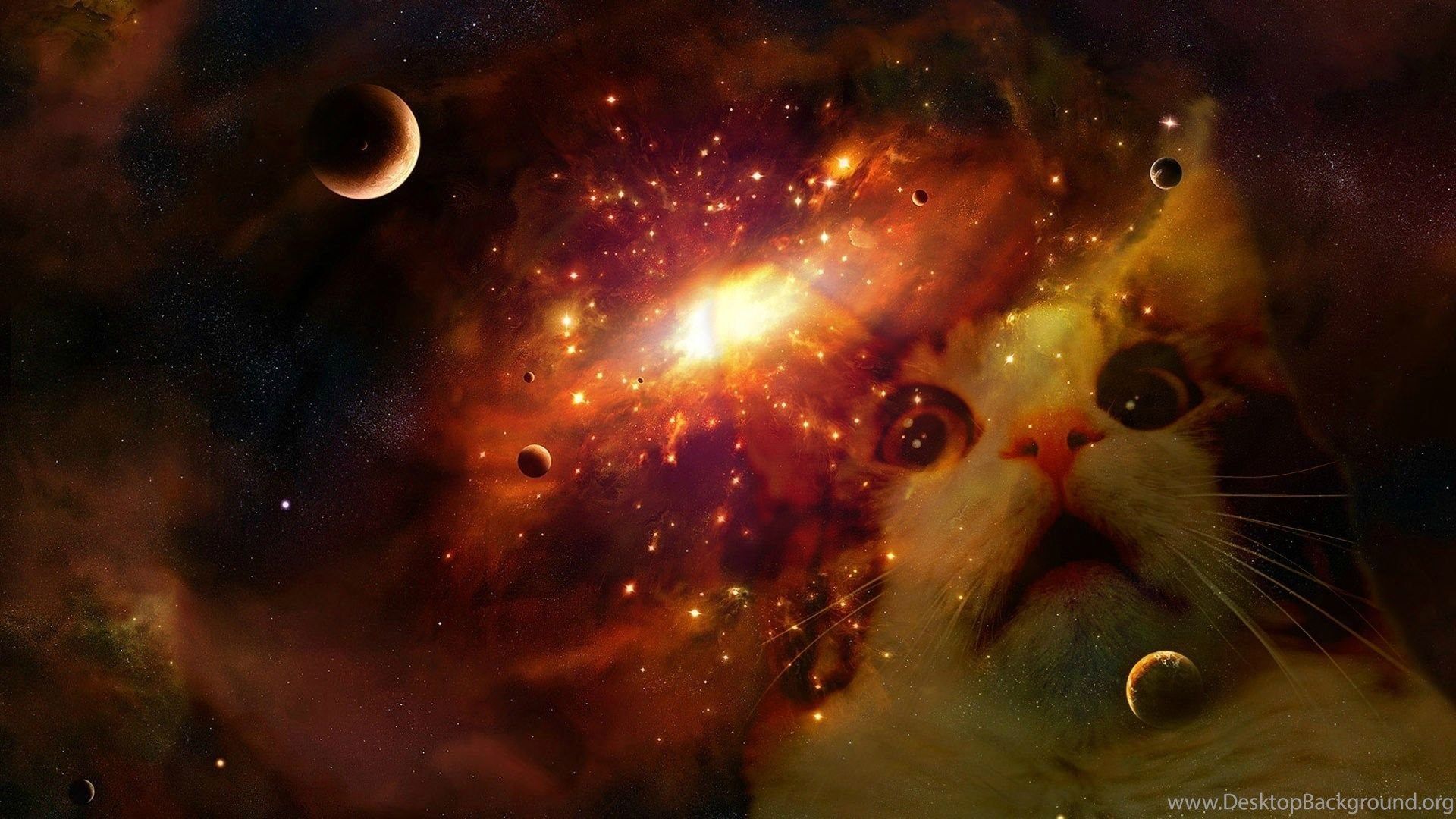 HD space cat wallpapers  Peakpx