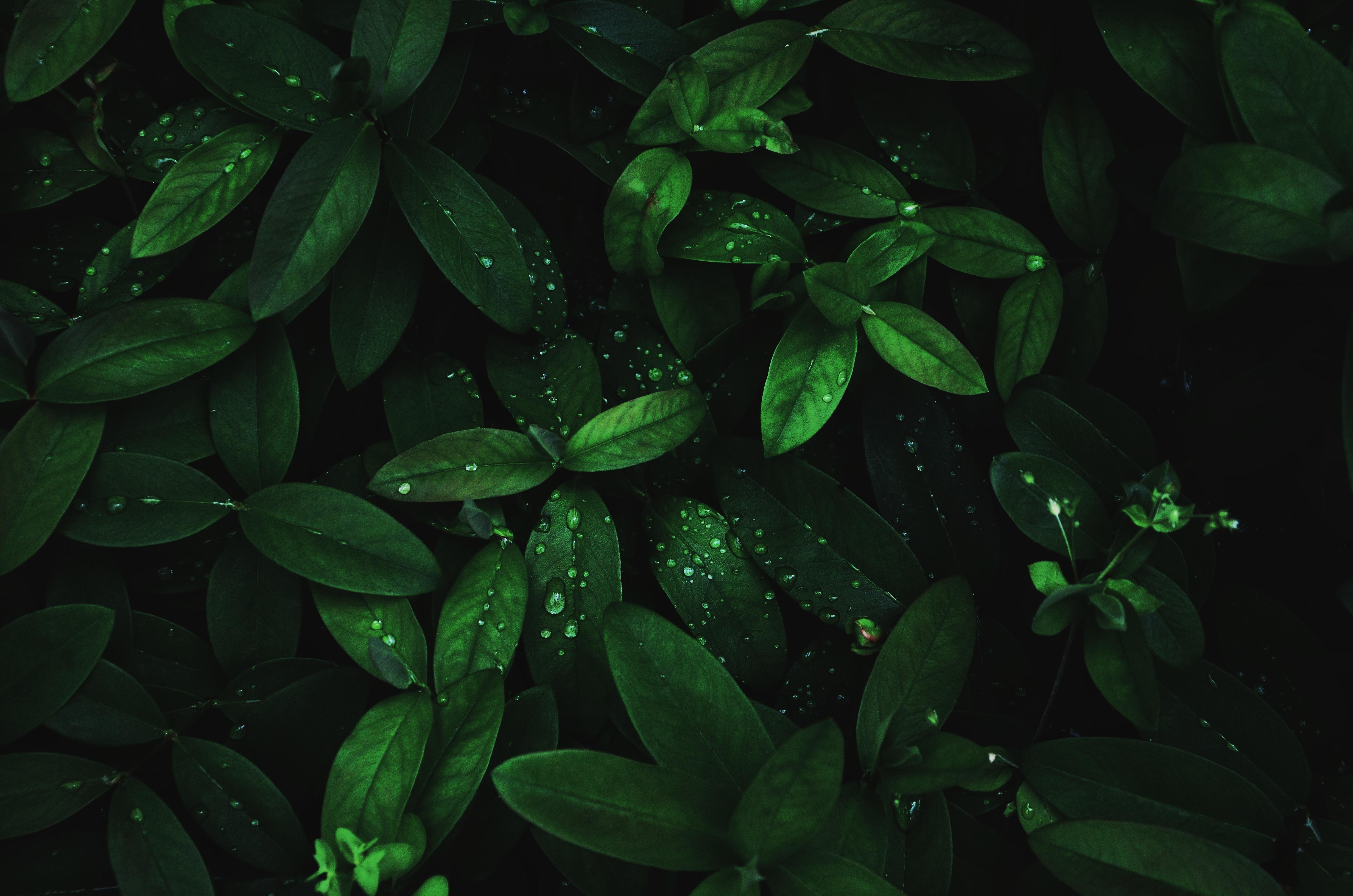 Dark Green Leaves with Dew Drops - Macro Plant Wallpaper