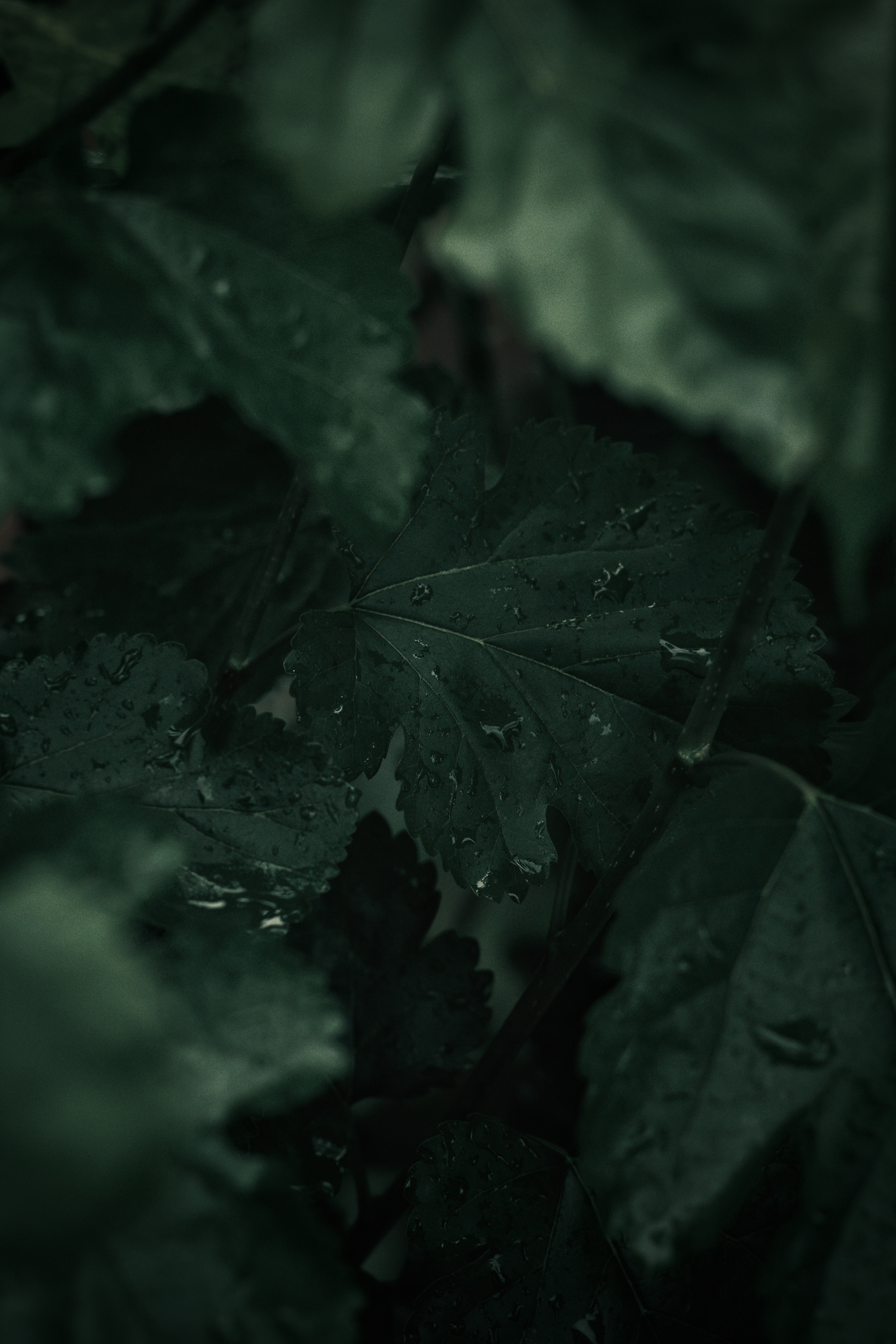 plant, leaves, drops, macro, wet