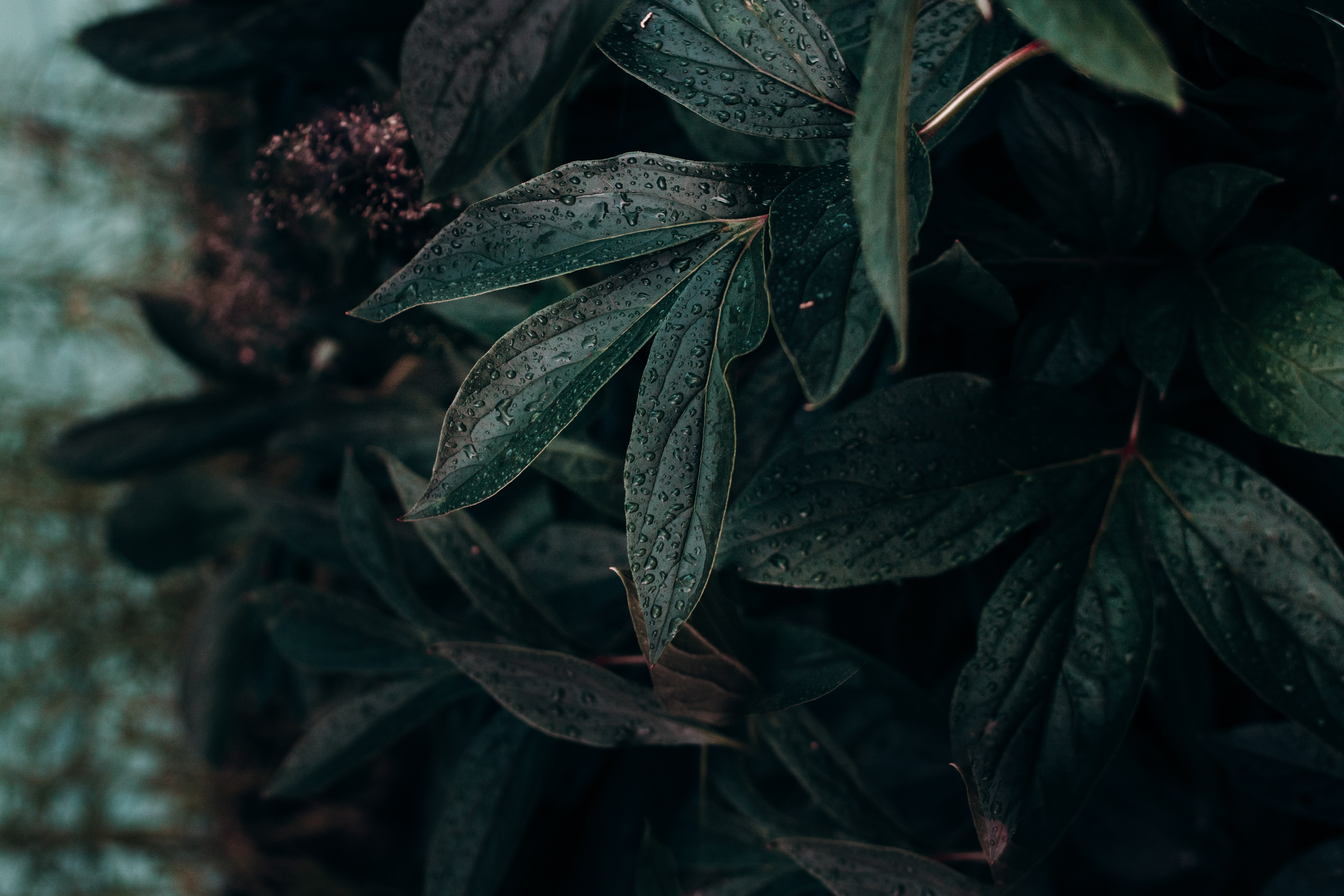 Dark Green Leaves with Glimmering Water Drops for Your Mobile Wallpaper