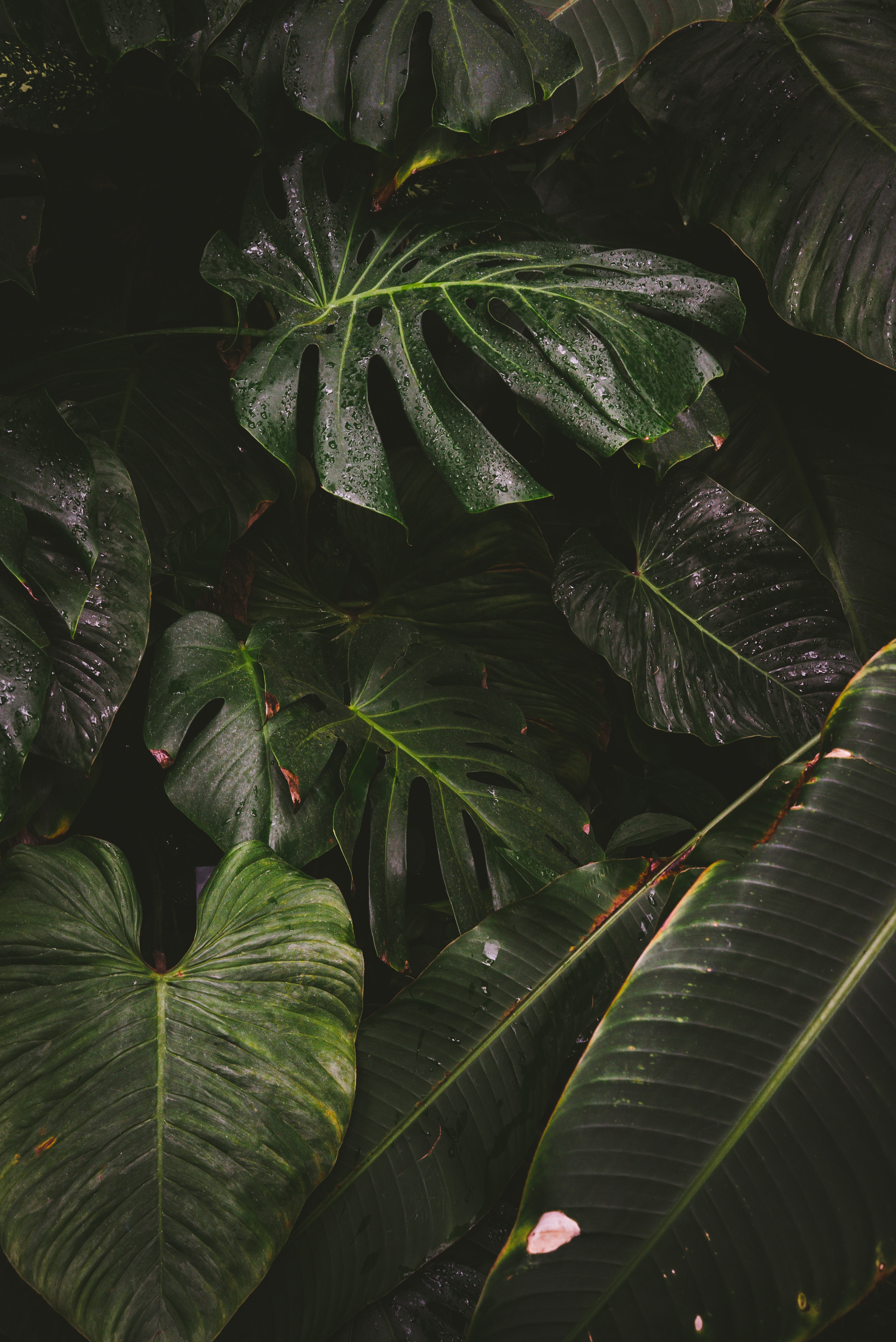 Lush Monstera Leaves Background for Your Mobile