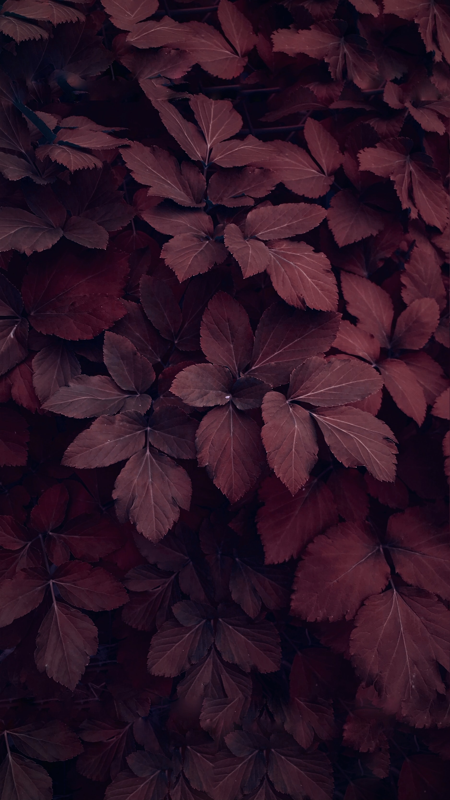 Beautiful Macro Red Leaves Wallpaper for Your Phone