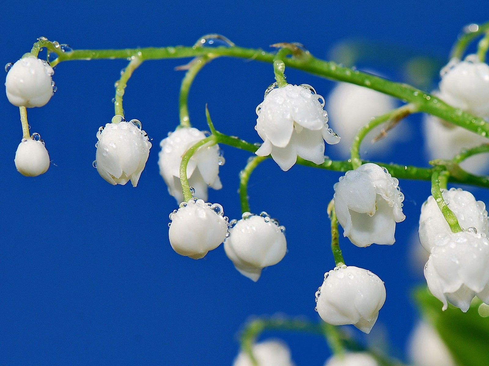 lily of the valley, drops, dew, macro, branch