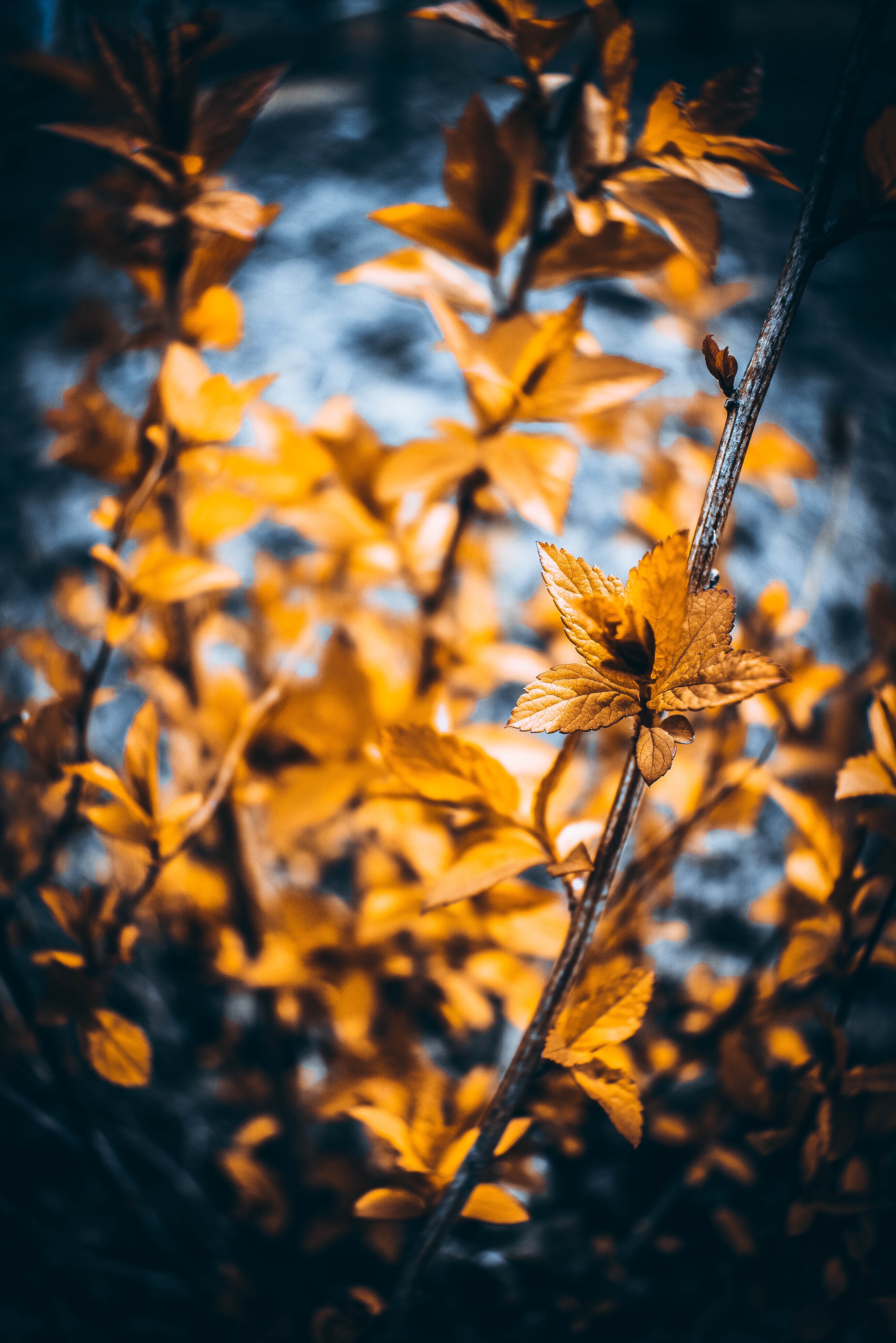 Vibrant Orange Leaves Macro Wallpaper