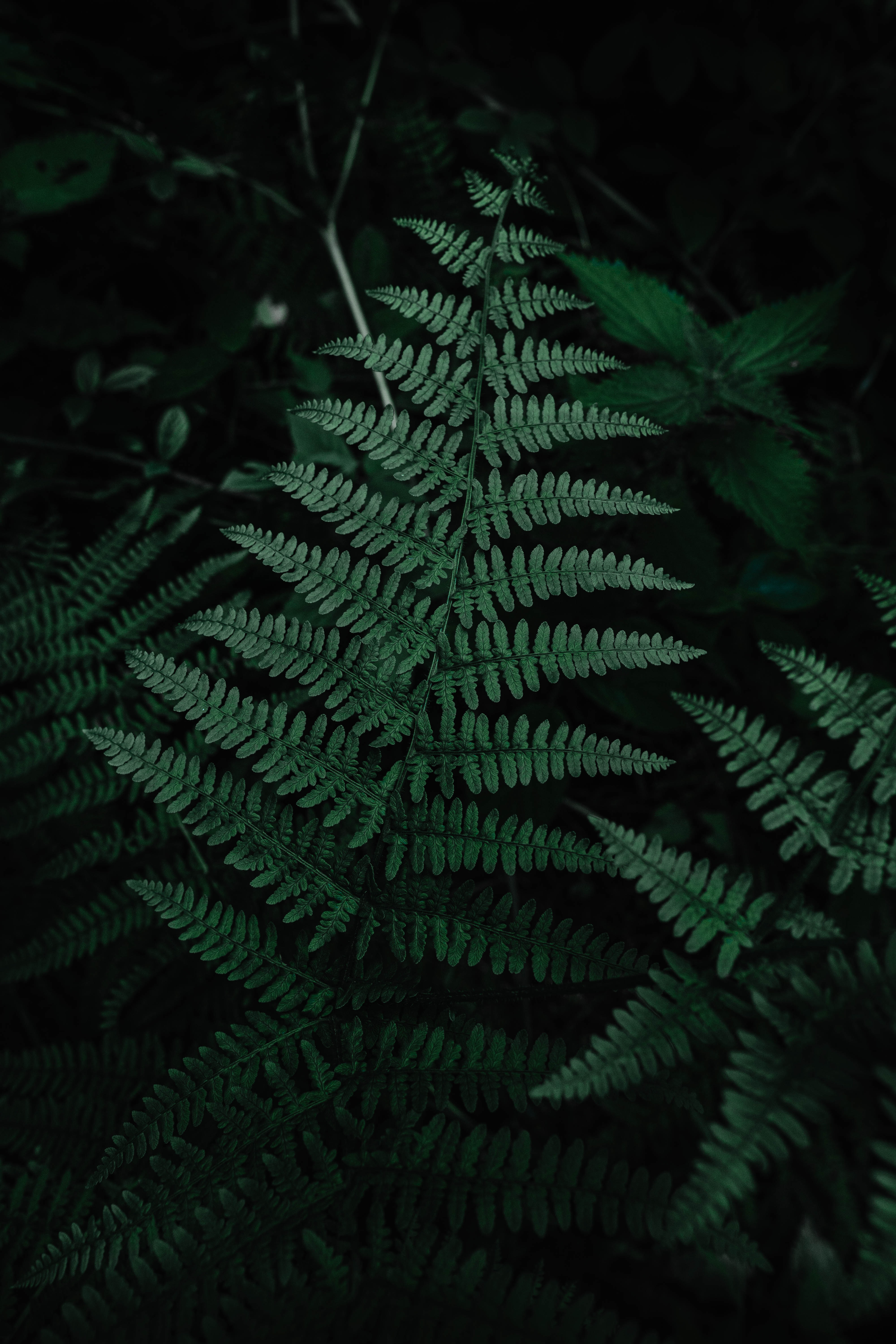 Beautiful Macro of Green Fern Leaves Perfect for Your Mobile Background