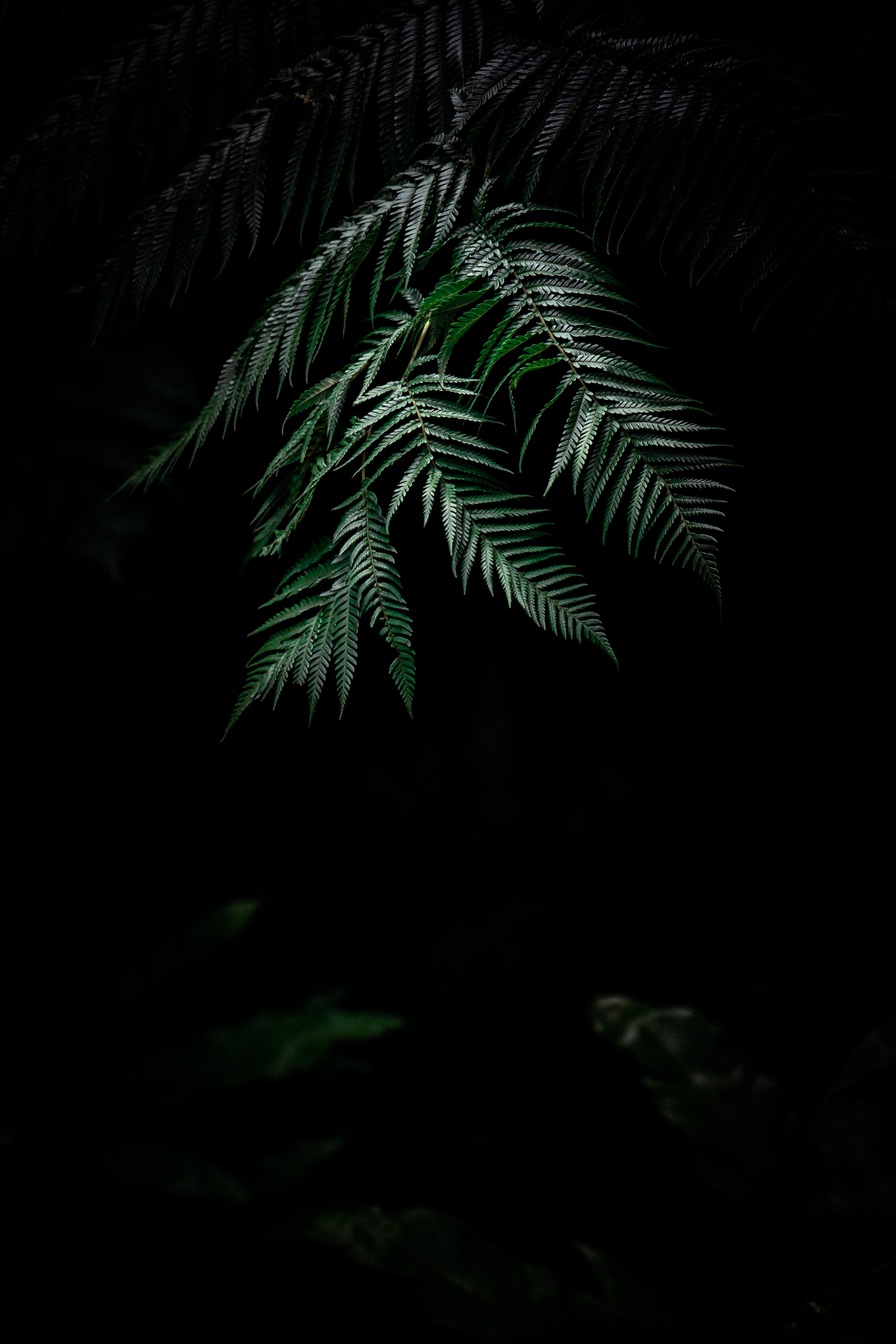 Elegant Dark Green Fern Leaves for a Serene Mobile Wallpaper