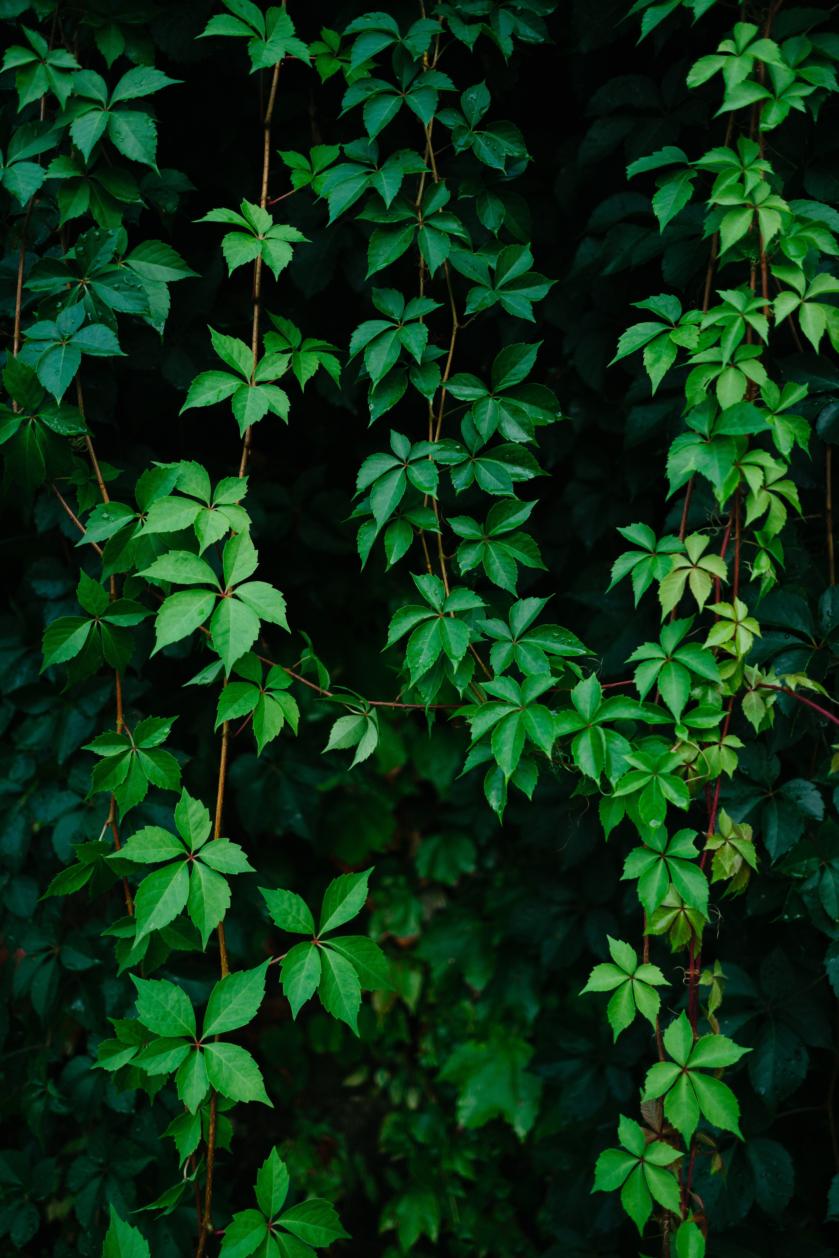 Vibrant Green Vine Leaves - Perfect Mobile Wallpaper