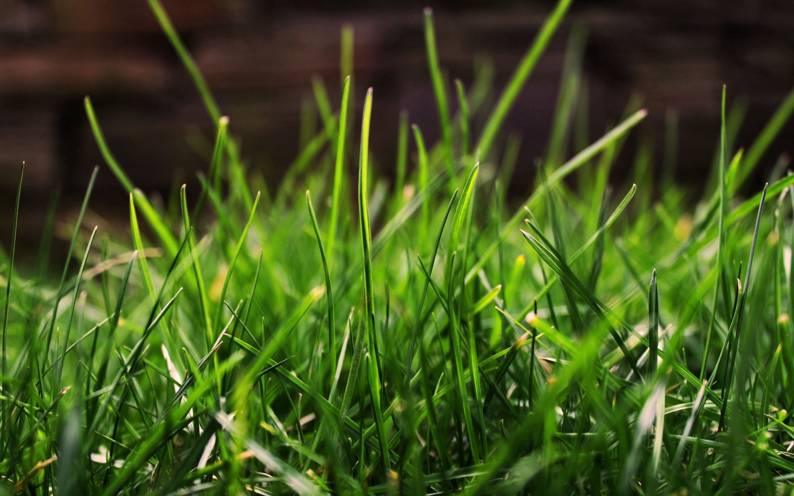 Dew Drops on Grass - A Macro Photography Wallpaper